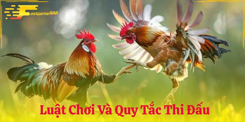 Luật chơi và quy tắc thi đấu gà cựa sắt cụ thể